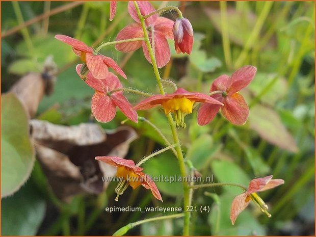 Epimedium warleyense | Elfenbloem | Warley-Elfenblume