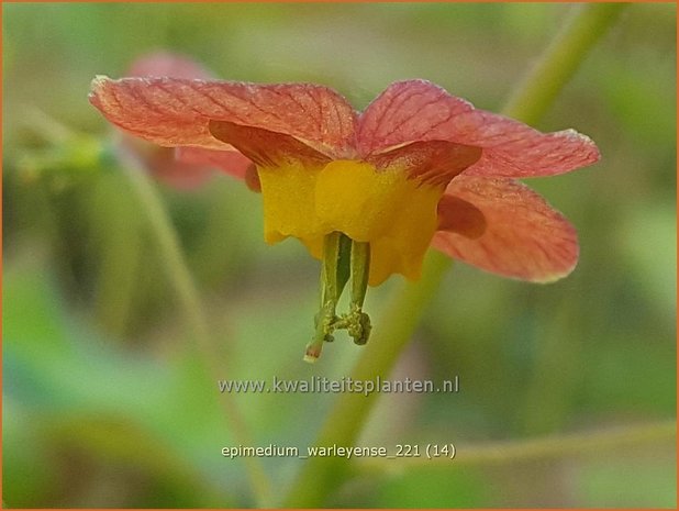 Epimedium warleyense | Elfenbloem | Warley-Elfenblume