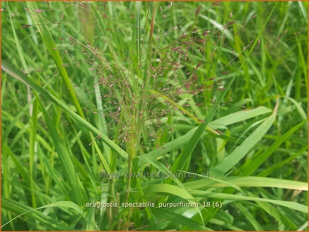 Eragrostis spectabilis 'Purpurflirren' | Liefdesgras | Purpur-Liebesgras