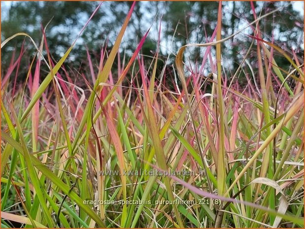 Eragrostis spectabilis 'Purpurflirren' | Liefdesgras | Purpur-Liebesgras