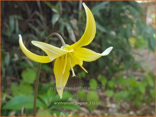 Erythronium 'Pagoda' | Hondstand | Stern-Hundszahn