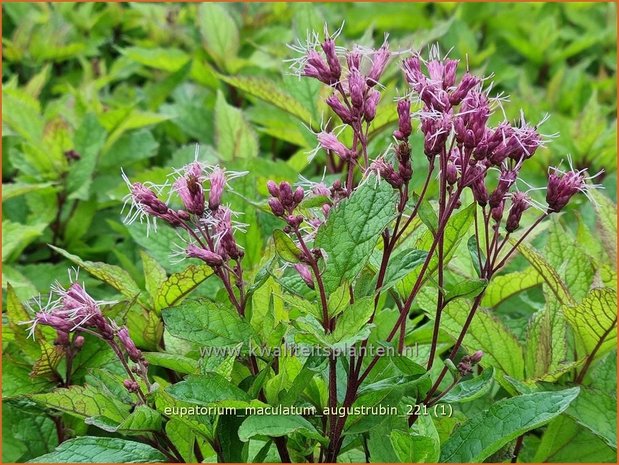 Eupatorium maculatum 'Augustrubin' | Koninginnekruid, Leverkruid | Gefleckter Wasserdost