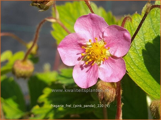 Fragaria &#39;Frel&#39; (&#39;Pink Panda&#39;) | Aardbei | Erdbeere