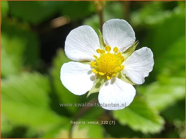 Fragaria vesca | Bosaardbei, Aardbei | Walderdbeere