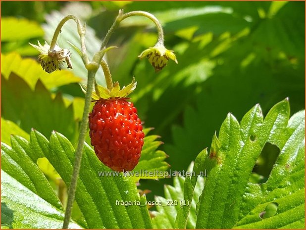 Fragaria vesca | Bosaardbei, Aardbei | Walderdbeere