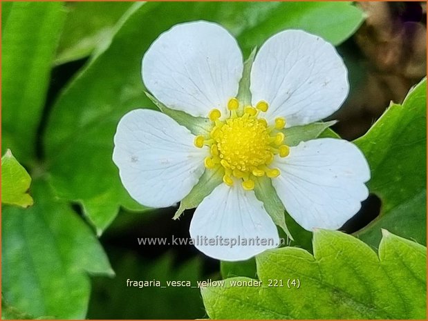 Fragaria vesca 'Yellow Wonder' | Bosaardbei, Aardbei | Walderdbeere