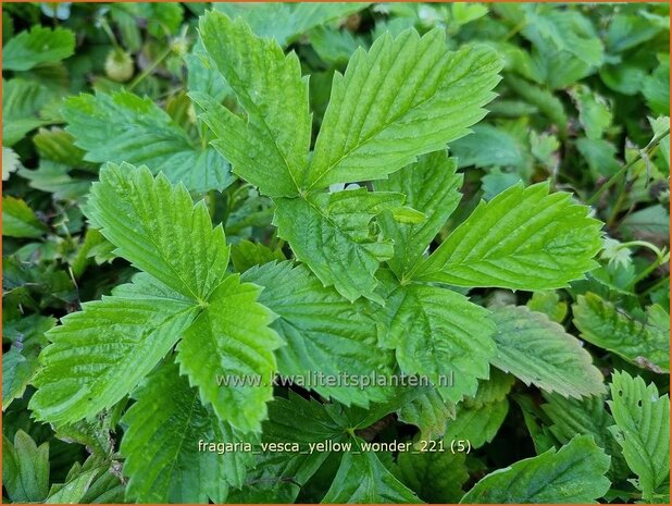 Fragaria vesca 'Yellow Wonder' | Bosaardbei, Aardbei | Walderdbeere