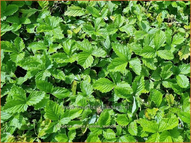 Fragaria vesca 'Yellow Wonder' | Bosaardbei, Aardbei | Walderdbeere