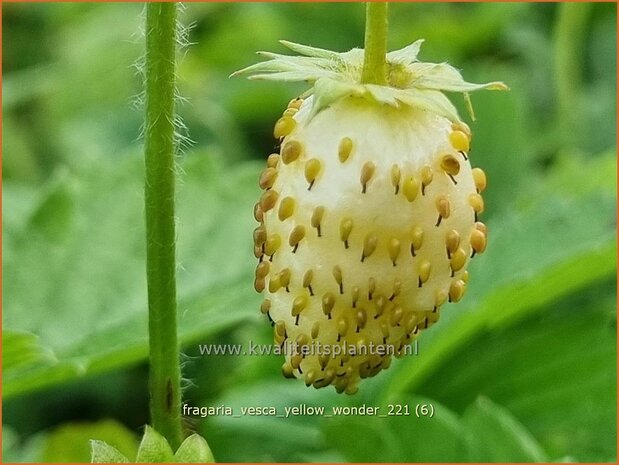 Fragaria vesca 'Yellow Wonder' | Bosaardbei, Aardbei | Walderdbeere