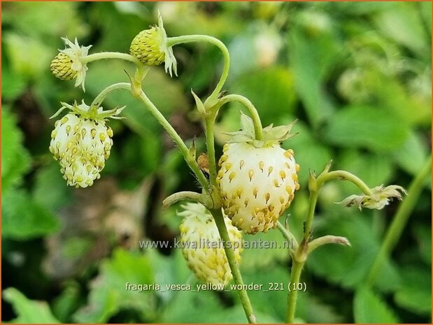 Fragaria vesca 'Yellow Wonder' | Bosaardbei, Aardbei | Walderdbeere