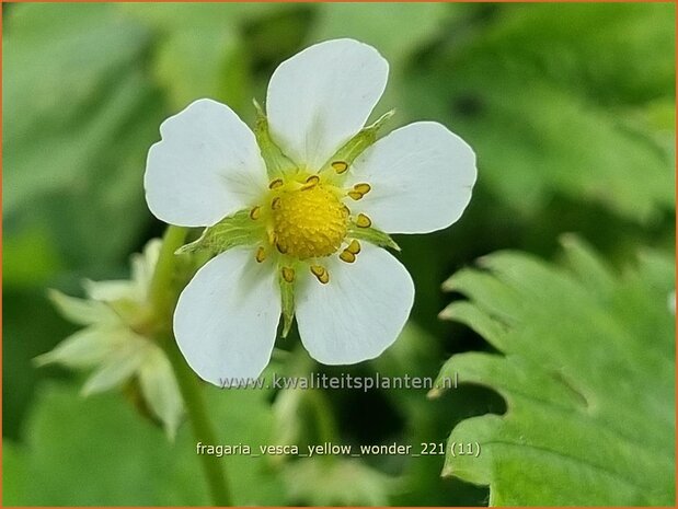 Fragaria vesca 'Yellow Wonder' | Bosaardbei, Aardbei | Walderdbeere