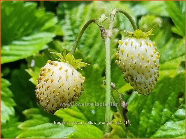 Fragaria vesca 'Yellow Wonder' | Bosaardbei, Aardbei | Walderdbeere