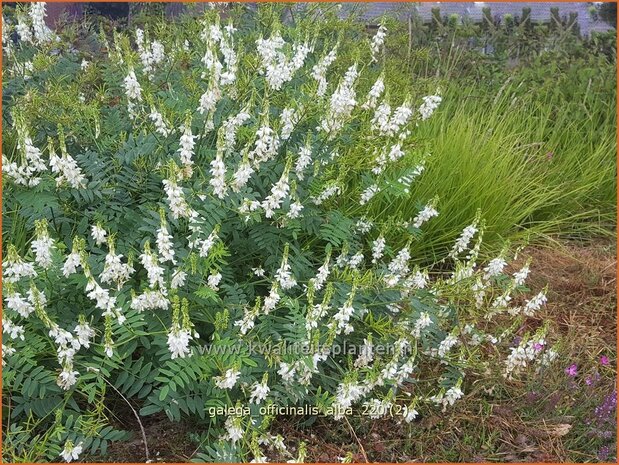 Galega officinalis &#39;Alba&#39; | Geitenruit | Echte Geißraute