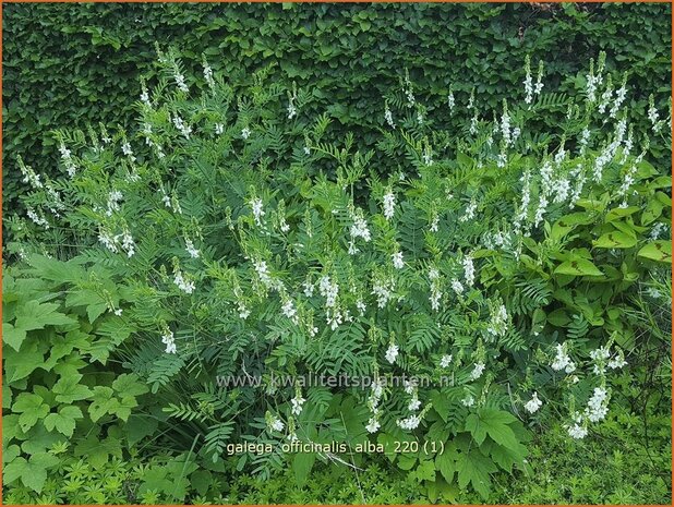 Galega officinalis &#39;Alba&#39; | Geitenruit | Echte Geißraute