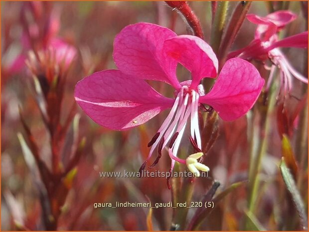 Gaura lindheimeri 'Gaudi Red' | Prachtkaars, Vlinderkruid | Prachtkerze