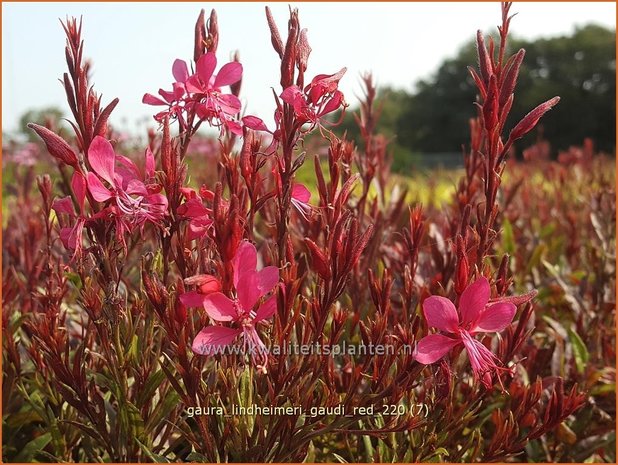 Gaura lindheimeri 'Gaudi Red' | Prachtkaars, Vlinderkruid | Prachtkerze