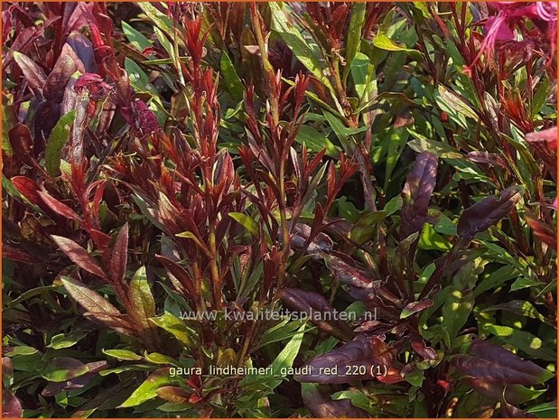 Gaura lindheimeri 'Gaudi Red' | Prachtkaars, Vlinderkruid | Prachtkerze