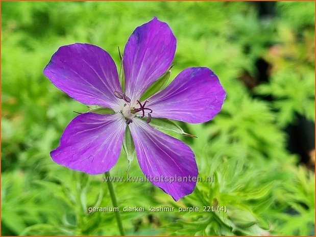 Geranium clarkei &#39;Kashmir Purple&#39; | Ooievaarsbek, Tuingeranium | Clarkes Storchschnabel