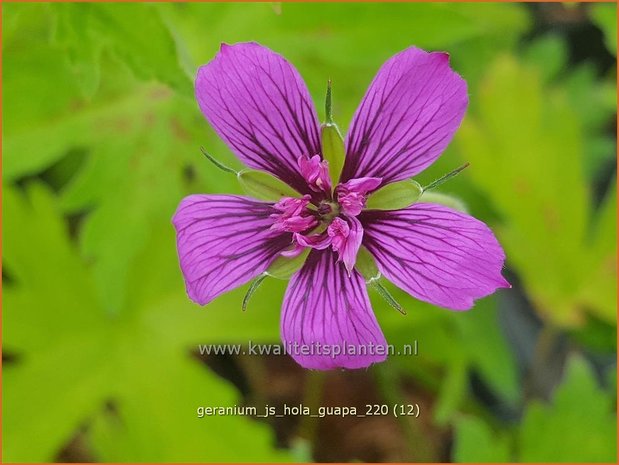 Geranium &#39;JS Hola Guapa&#39; | Ooievaarsbek, Tuingeranium | Storchschnabel