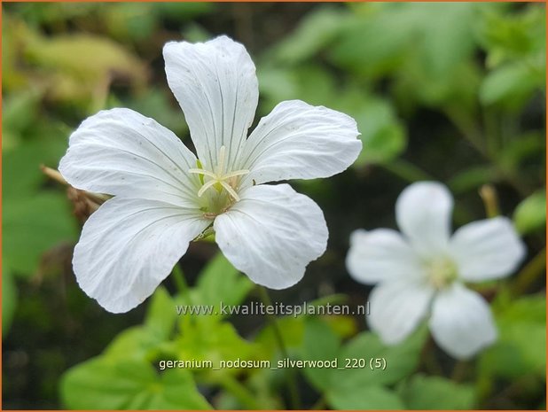 Geranium nodosum 'Silverwood' | Knopige ooievaarsbek, Ooievaarsbek, Tuingeranium | Bergwald-Storchschnabel