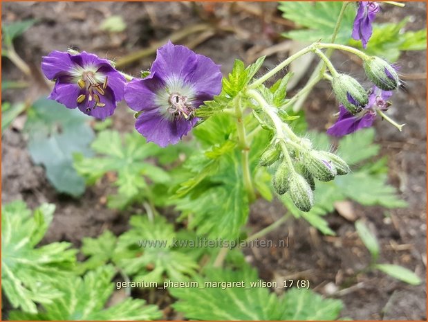 Geranium phaeum &#39;Margaret Wilson&#39;