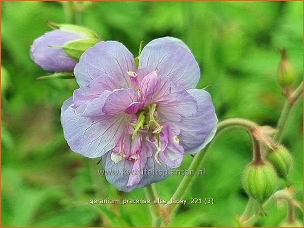 Geranium pratense 'Else Lacey' | Beemdooievaarsbek, Ooievaarsbek, Tuingeranium | Wiesen-Storchschnabel