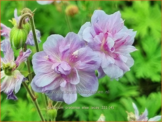 Geranium pratense 'Else Lacey' | Beemdooievaarsbek, Ooievaarsbek, Tuingeranium | Wiesen-Storchschnabel