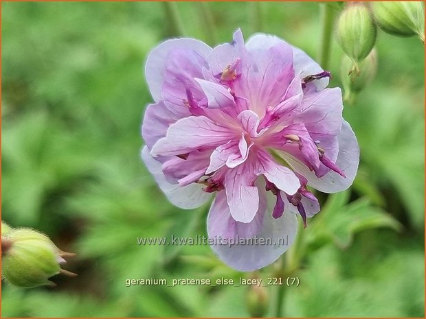 Geranium pratense 'Else Lacey' | Beemdooievaarsbek, Ooievaarsbek, Tuingeranium | Wiesen-Storchschnabel