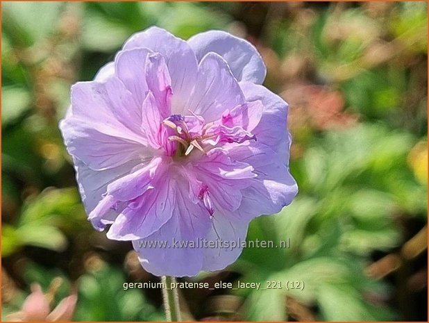 Geranium pratense 'Else Lacey' | Beemdooievaarsbek, Ooievaarsbek, Tuingeranium | Wiesen-Storchschnabel