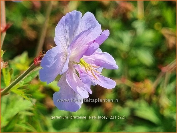 Geranium pratense 'Else Lacey' | Beemdooievaarsbek, Ooievaarsbek, Tuingeranium | Wiesen-Storchschnabel
