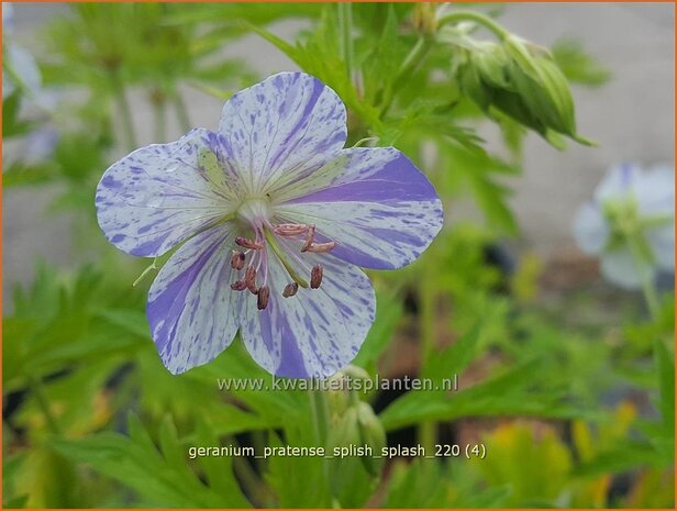Geranium pratense &#39;Splish Splash&#39; | Beemdooievaarsbek, Ooievaarsbek, Tuingeranium | Wiesen-Storchschnabelq