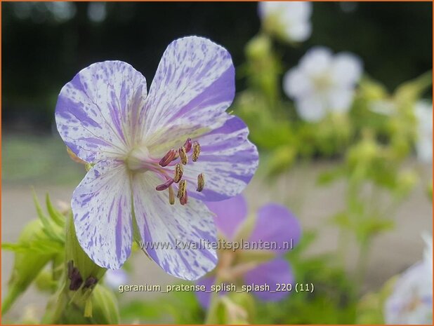 Geranium pratense &#39;Splish Splash&#39; | Beemdooievaarsbek, Ooievaarsbek, Tuingeranium | Wiesen-Storchschnabel