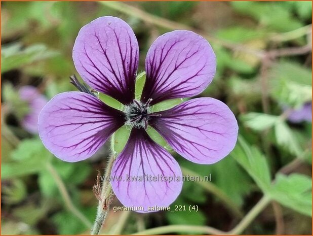 Geranium 'Salome' | Ooievaarsbek, Tuingeranium | Storchschnabel