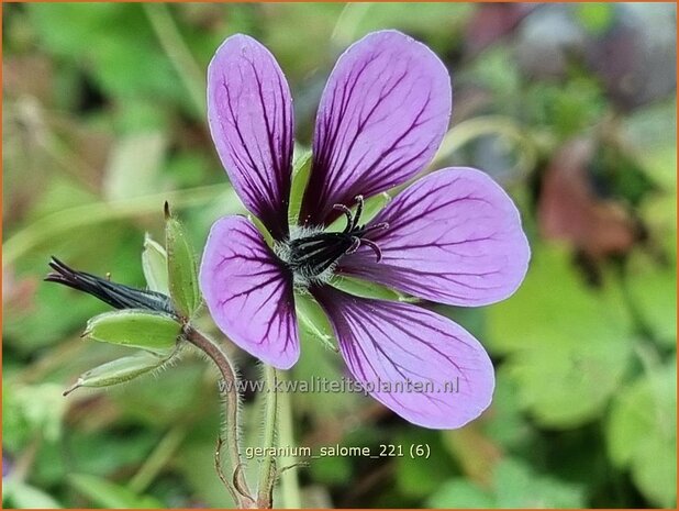 Geranium 'Salome' | Ooievaarsbek, Tuingeranium | Storchschnabel