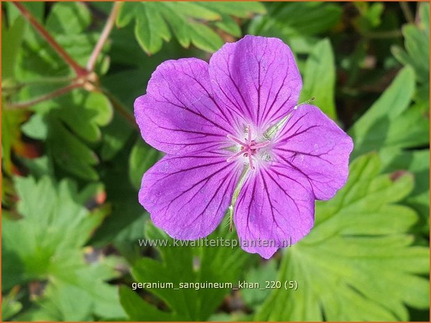 Geranium sanguineum &#39;Khan&#39; | Bloedooievaarsbek, Ooievaarsbek, Tuingeranium | Blut-Storchschnabel