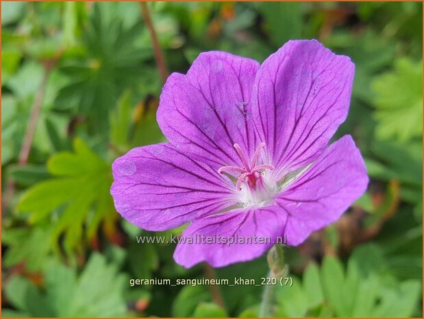 Geranium sanguineum &#39;Khan&#39; | Bloedooievaarsbek, Ooievaarsbek, Tuingeranium | Blut-Storchschnabel
