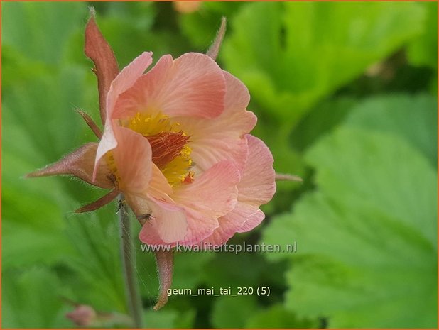Geum 'Mai Tai' | Nagelkruid | Nelkenwurz