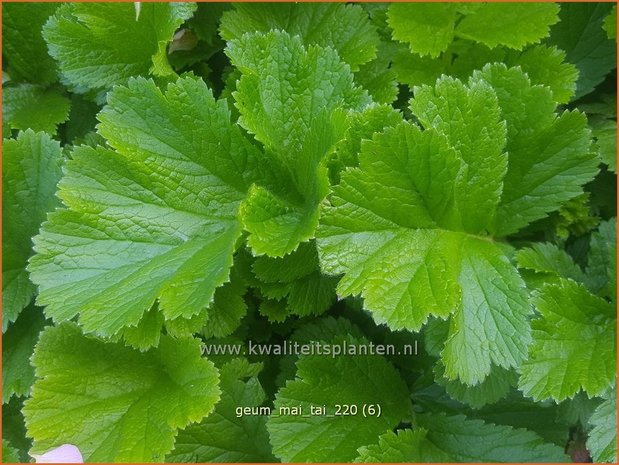 Geum 'Mai Tai' | Nagelkruid | Nelkenwurz
