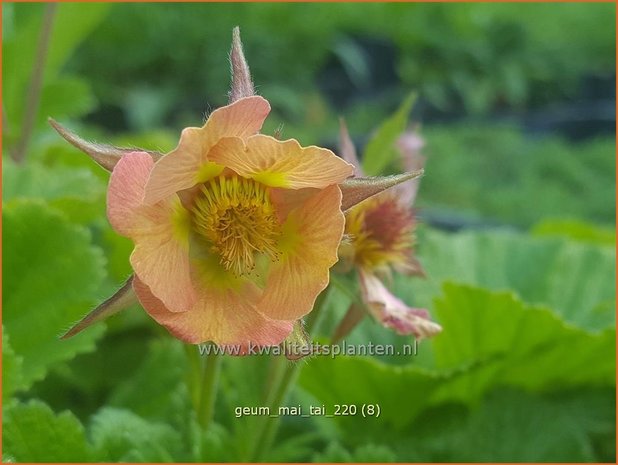 Geum 'Mai Tai' | Nagelkruid | Nelkenwurz