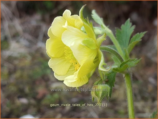 Geum rivale 'Tales of Hex' | Knikkend nagelkruid, Nagelkruid | Bach-Nelkenwurz