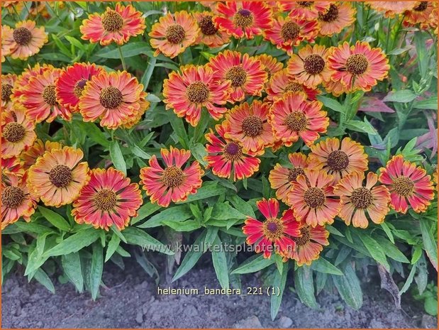 Helenium &#39;Bandera&#39; | Zonnekruid | Sonnenbraut