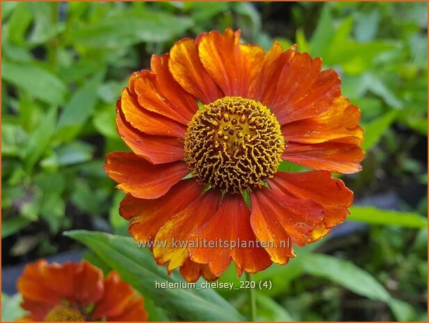 Helenium 'Chelsey' | Zonnekruid | Sonnenbraut