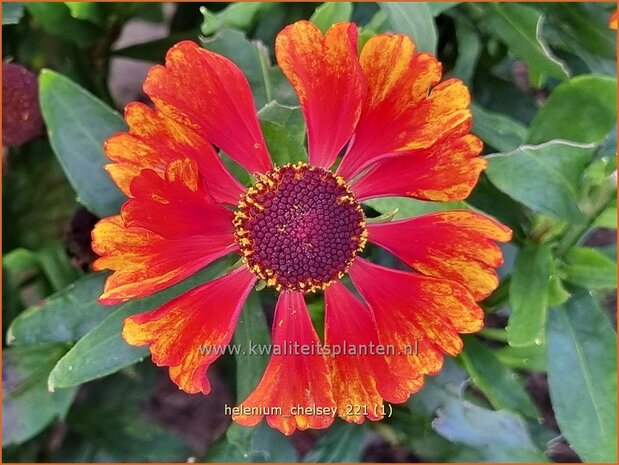 Helenium 'Chelsey' | Zonnekruid | Sonnenbraut