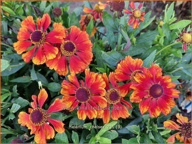 Helenium 'Chelsey' | Zonnekruid | Sonnenbraut