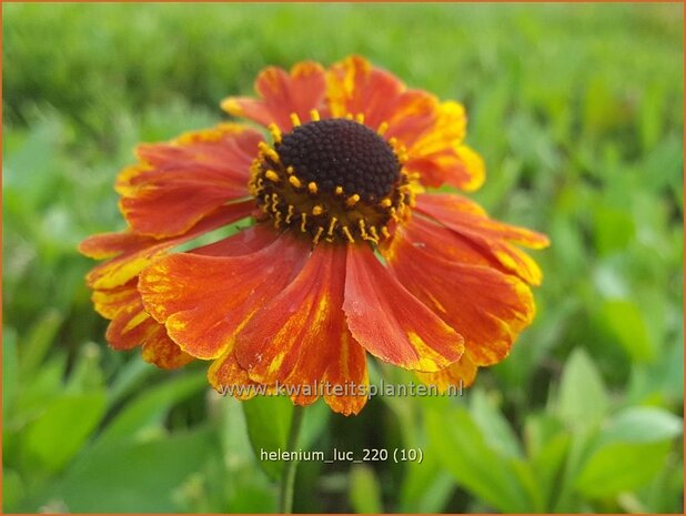 Helenium &#39;Luc&#39; | Zonnekruid | Sonnenbraut