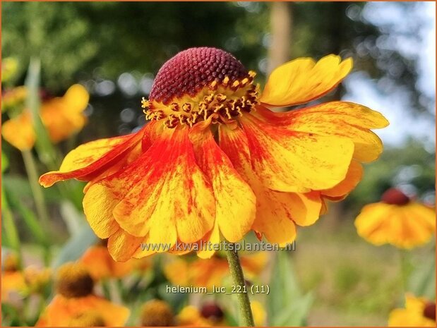 Helenium &#39;Luc&#39; | Zonnekruid | Sonnenbraut