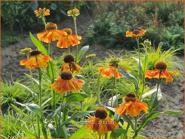 Helenium &#39;Luc&#39; | Zonnekruid | Sonnenbraut