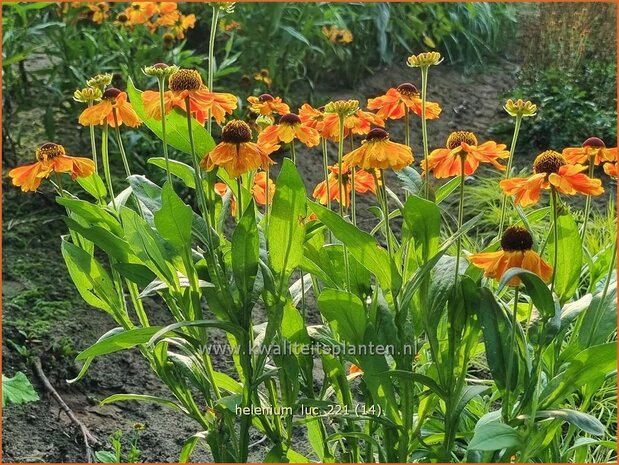 Helenium &#39;Luc&#39; | Zonnekruid | Sonnenbraut