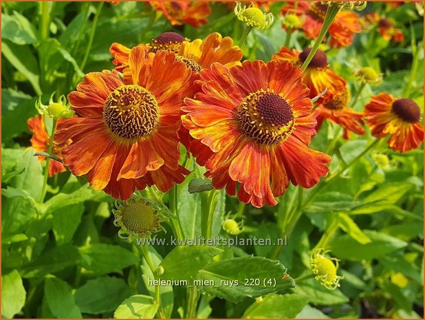 Helenium &#39;Mien Ruys&#39; | Zonnekruid | Sonnenbraut