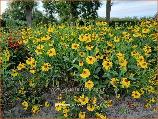 Helenium &#39;Wesergold&#39; | Zonnekruid | Sonnenbraut